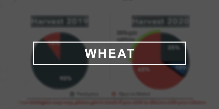 Current wheat marketing strategy