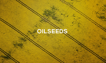 Oilseed_weekly_opinion_graintab_crm