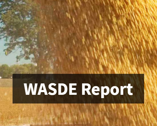 A brief review of the August USDA Wasde report and the latest highlights from this weeks grain markets.
