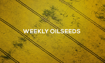 Highlights:
• Rapeseed - CRM Agri sees EU rapeseed production falling to 3 year low in 2024
• Soybeans - Hopes for record US crop push prices to 3-year low
• Crop Watch - Drought in Canada’s Prairies