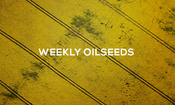 Highlights:

• Rapeseed - Signs of tighter supplies lift prices to five-month high
• Soybeans - Market conditions calm, but does a storm lie ahead?
• Crop Watch - Southern Russian dryness gains market attention