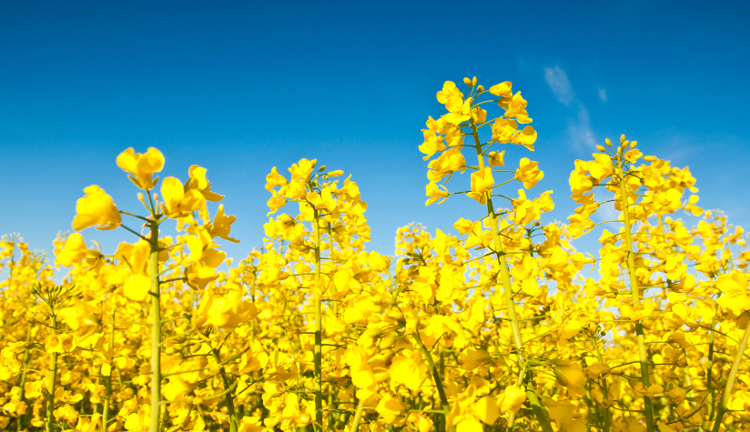 Highlights:

• Rapeseed - Changing supply outlook expected for 2025/26
• Soybeans - Futures gain support from bounce in soyoil prices
• Crop Watch - Dryness in Australia, and in the US Plains